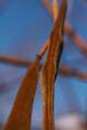 Wisteria sinensis IMG_8482 Glicynia chińska